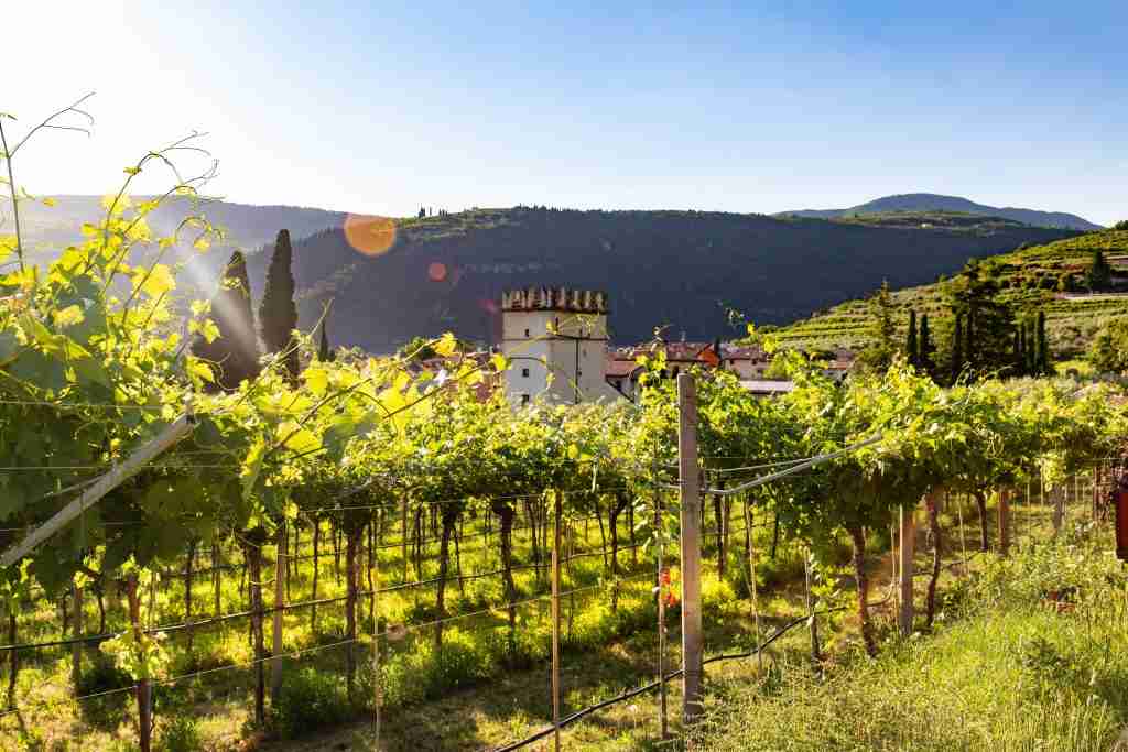 Amarone Wines & Valpolicella by Bike