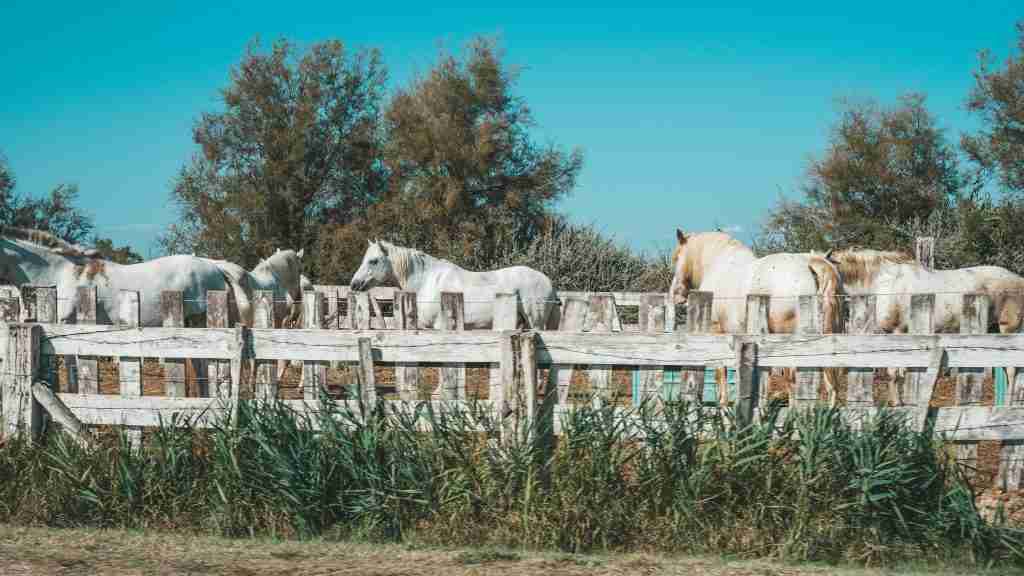 Horse Riding the Po Delta Park