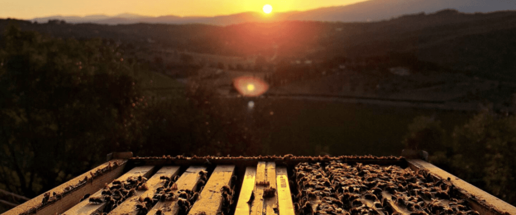 Beekeeping Experience - The Best 5 Sustainable Experiences in Tuscany