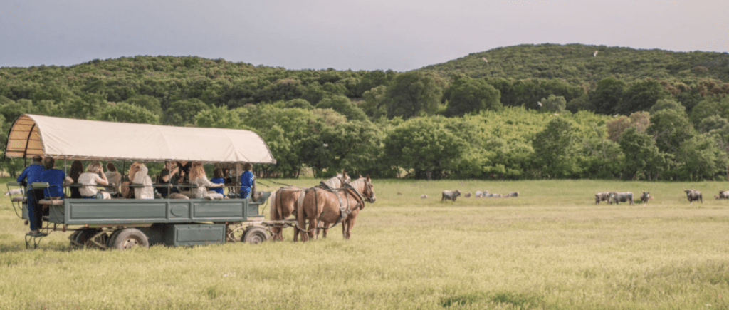 Carriage Ride in the Maremma