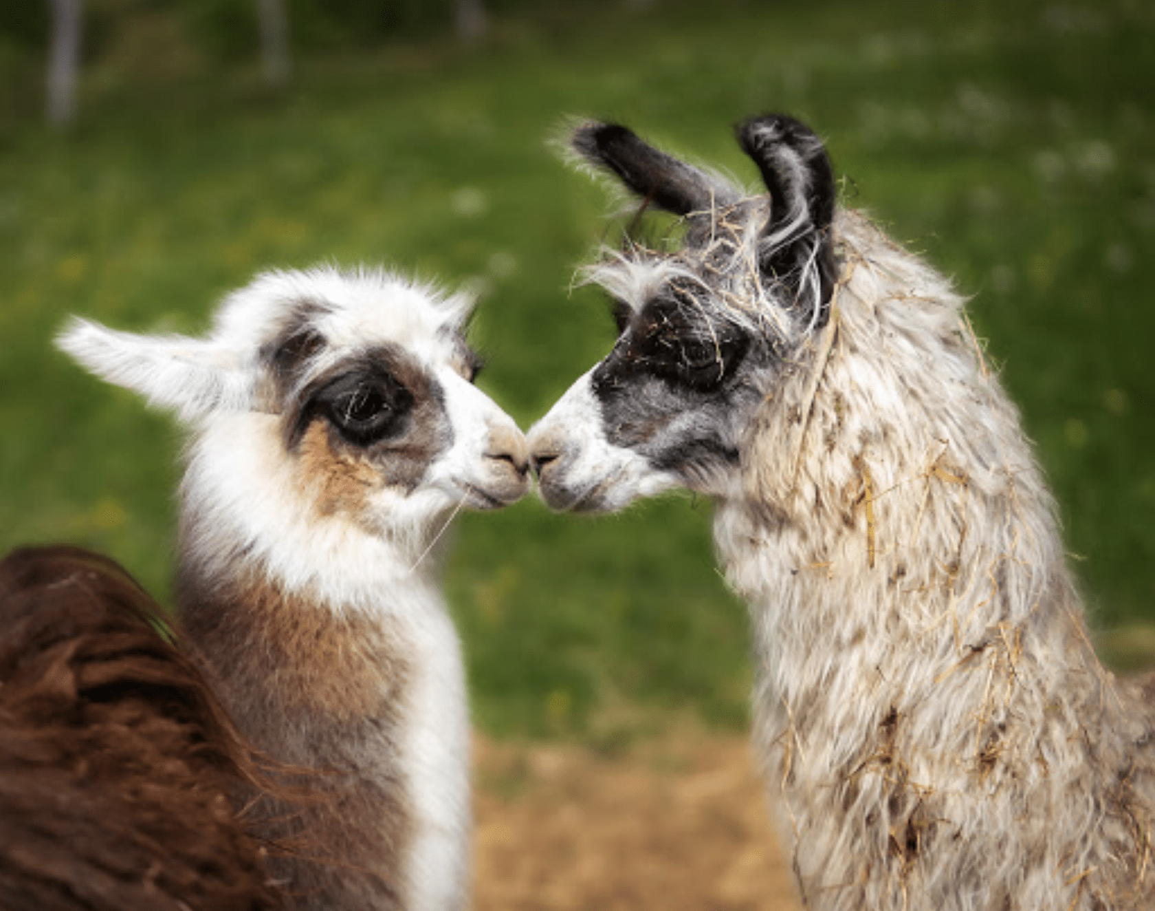 hiking among lamas on Lake Como