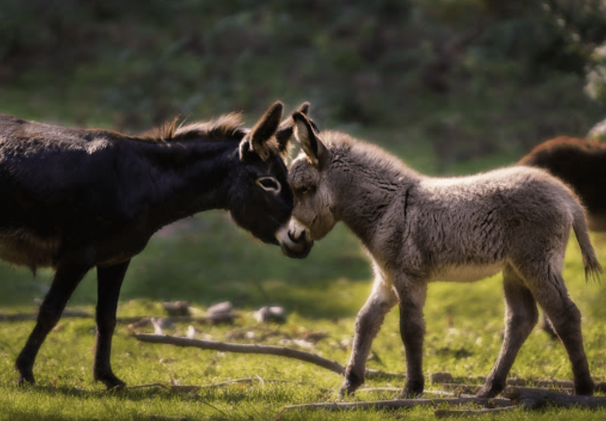 hiking among lamas on Lake Como
