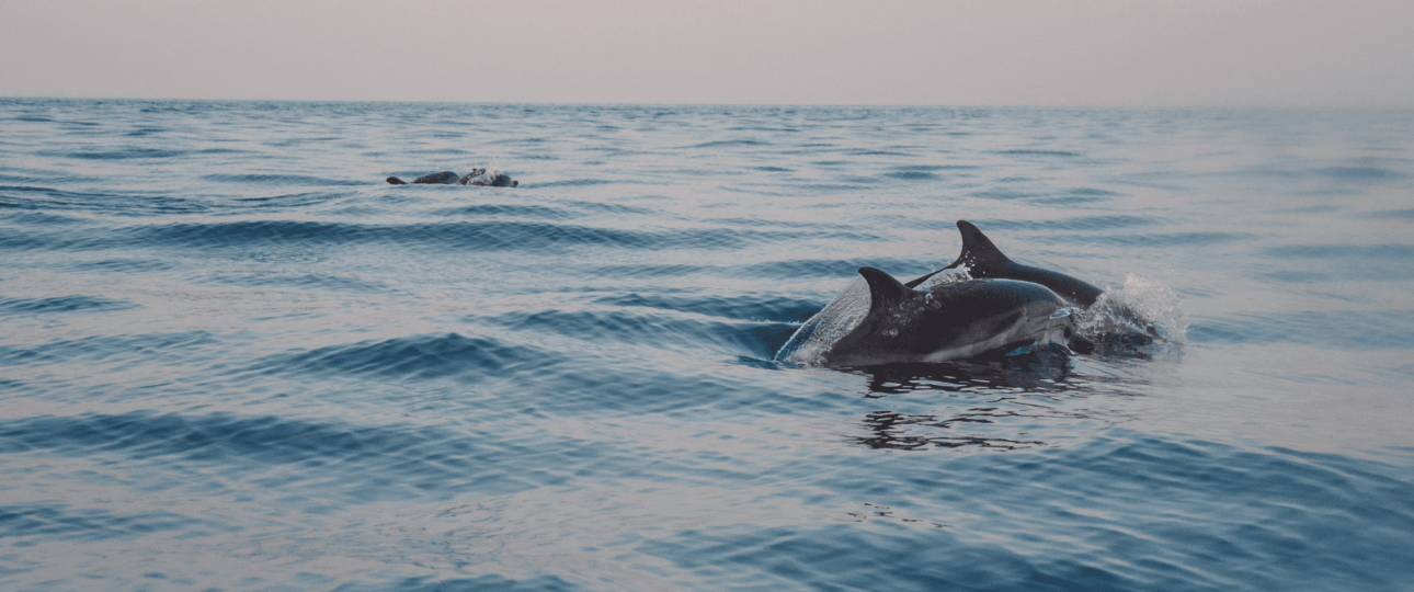 Dolphin Watching in the Gulf of Catania
