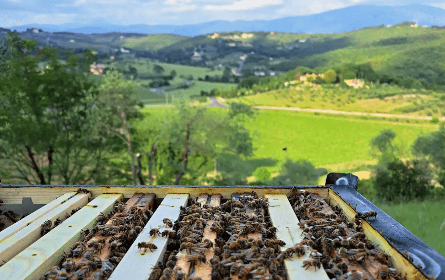 Beekeeping Experience