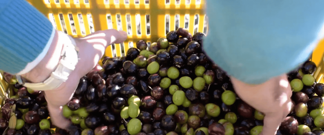 Harvesting Olives in a Bio Farm