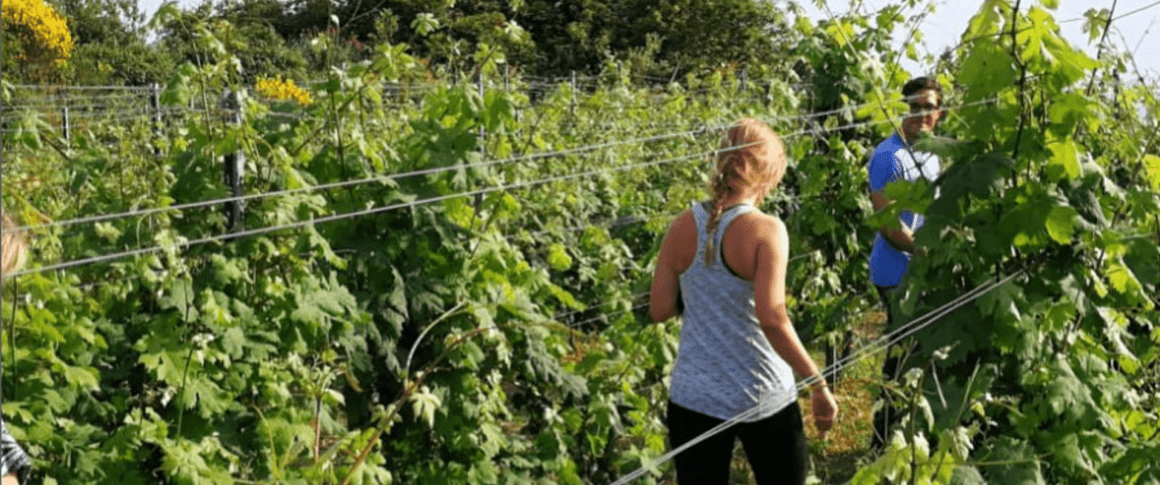 Wine and Traditions Ebike Tour